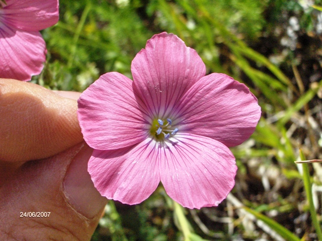 Linum viscosum / Lino malvino